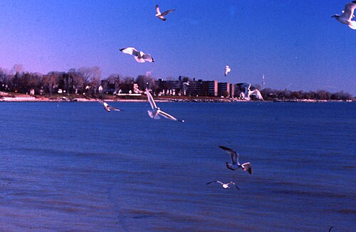 Gulls on the Wing, Marie Curtis Park, Toronto, Long Branch