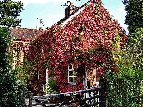 Cute House, Pineapple Road