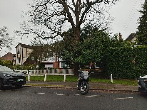Kahler Baum in Mill Hill East, März 2026, Mill Hill East