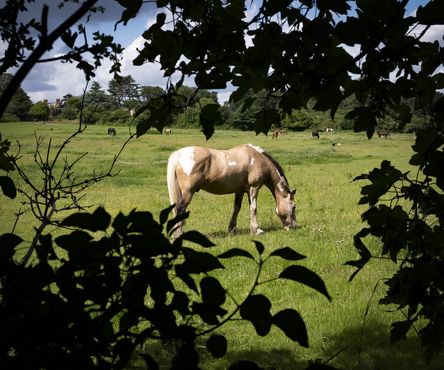 Mottingham Farm Riding Centre, Mottingham