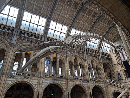 Blue Whale Skeleton at the Central Hall of the Natural History Museum 2026-09-03 (1), South Kensington