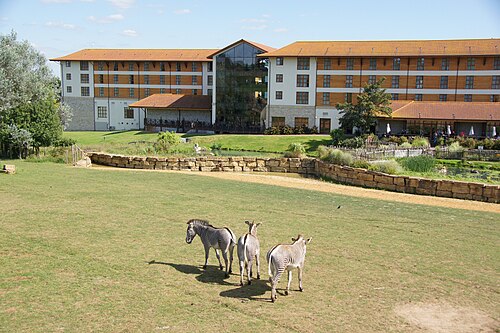 Zebras in Front of the Holiday Inn (Chessington World of Adventure, 2012), Chessington South