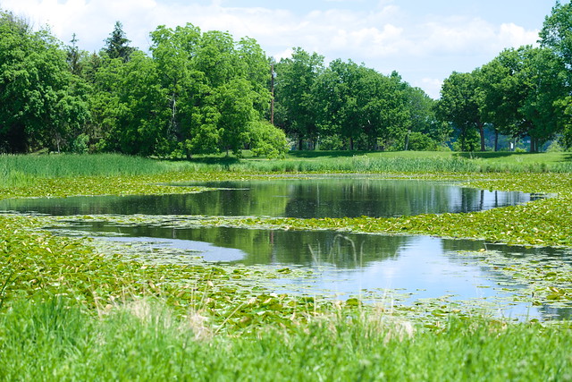 Minneapolis Neighborhood: Hale, Hale